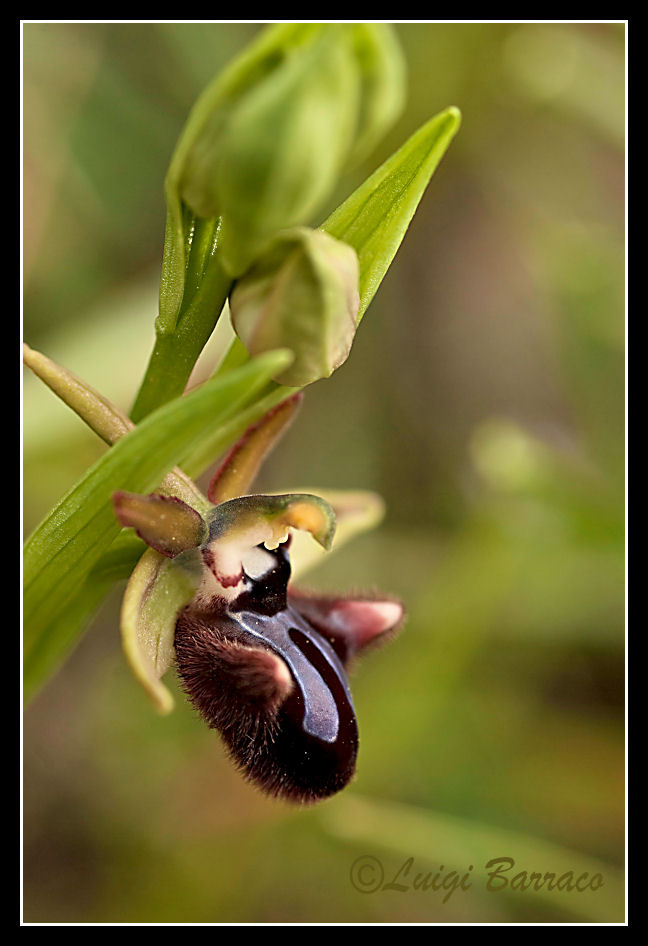 Ophrys xlyrata - Sicilia Occidentale