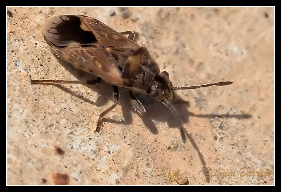 Lygaeidae