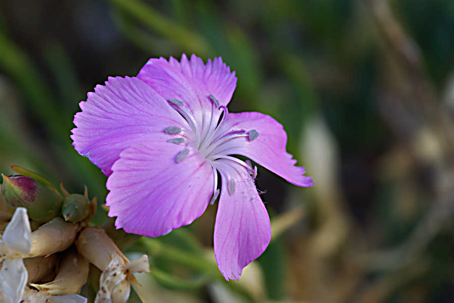 Fiori autunnali