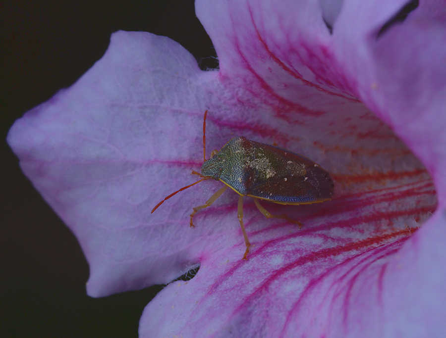 Piezodorus lituratus forma liturata