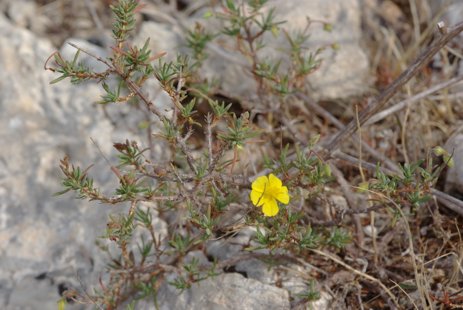 Helianthemum - no, Fumana