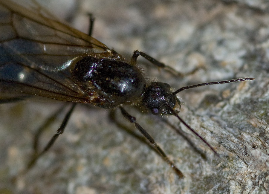 Formica alata, ma chi? maschio di Messor sp.