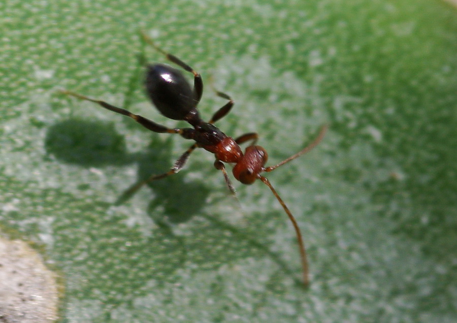 Sosia Crematogaster: Ichneumonidae attero, Gelis sp.