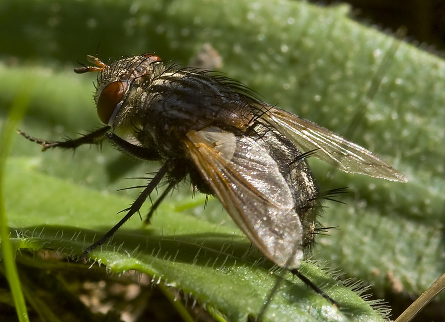 Altro tachinidae