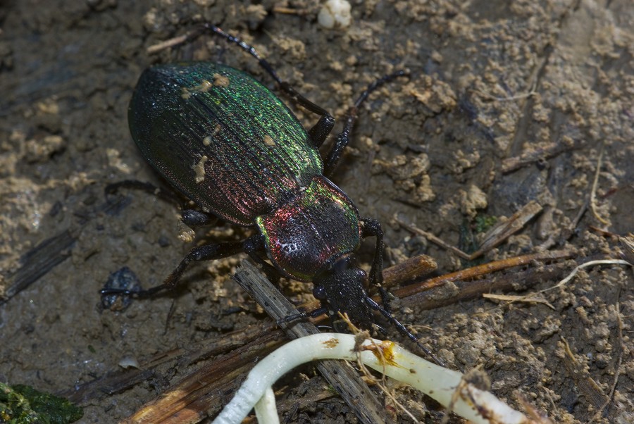 Gioiello infreddolito