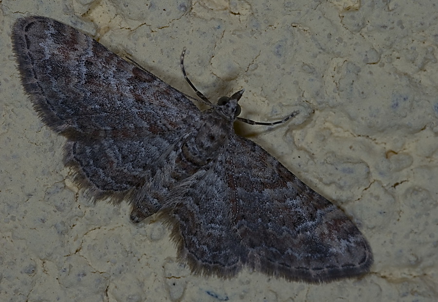 Geometridae Gymnoscelis rufifasciata