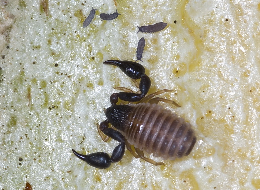 Poduridae? Forse, Hypogastruridae (Collembola)