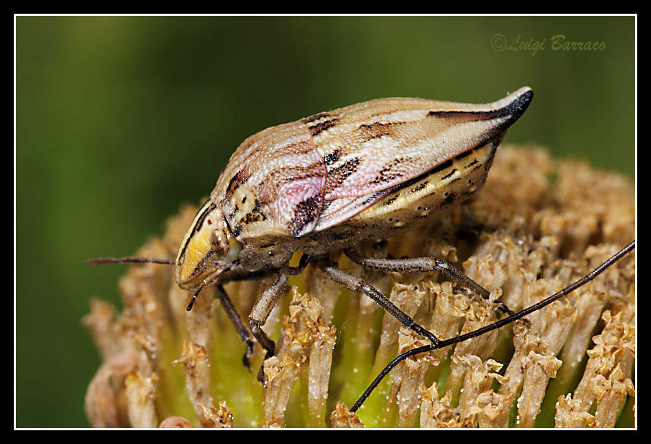 Scutelleridae: Odontotarsus caudatus di Paceco