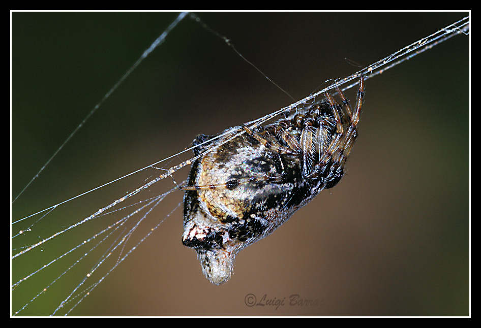 Cyclosa insulana