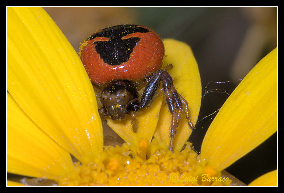 Synaema globosum.