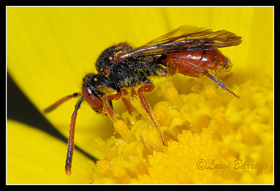 Nomada