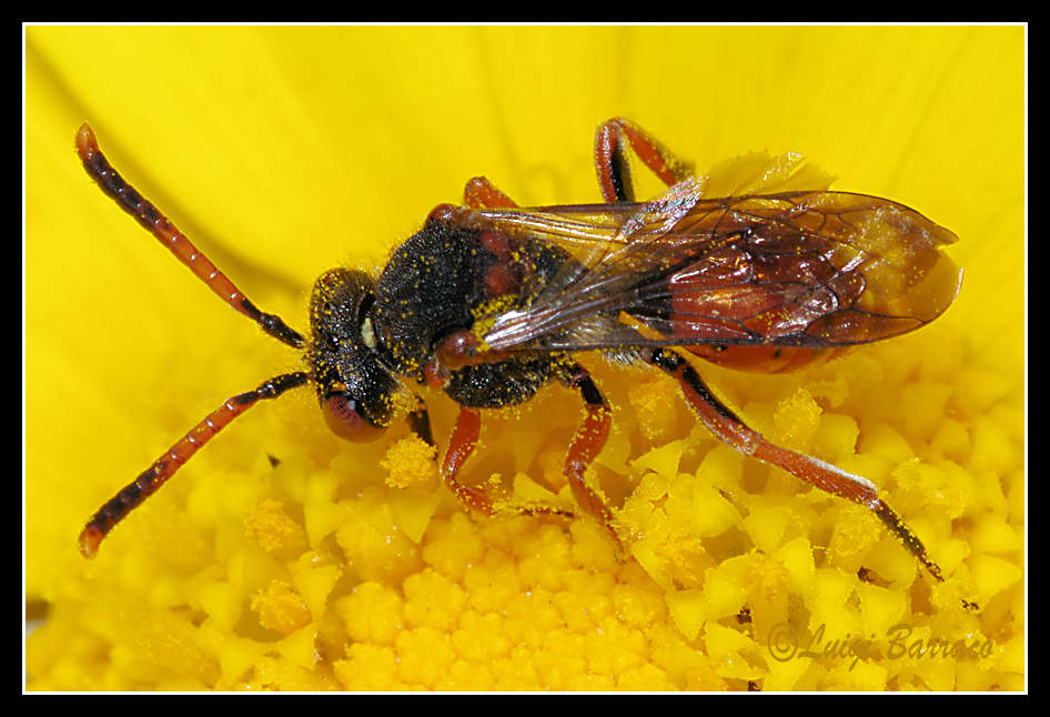 Nomada