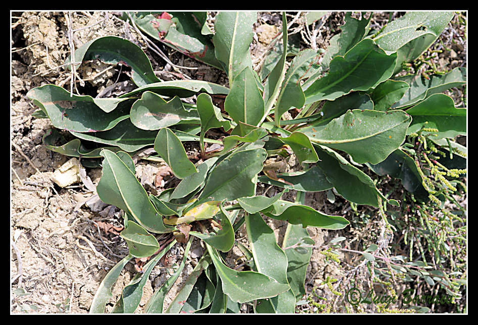 Limonium narbonense / Limonio comune