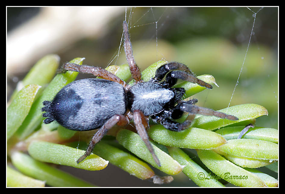 Gnaphosidae