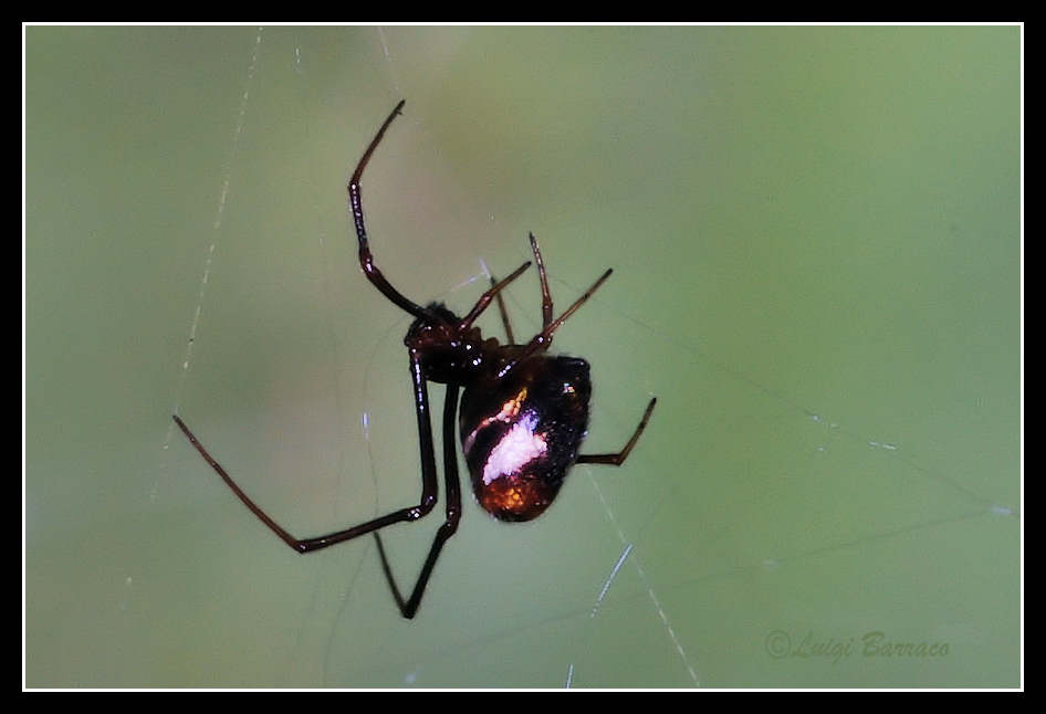 Argyrodes argyrodes