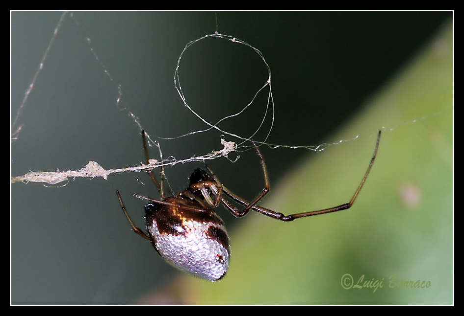 Argyrodes argyrodes