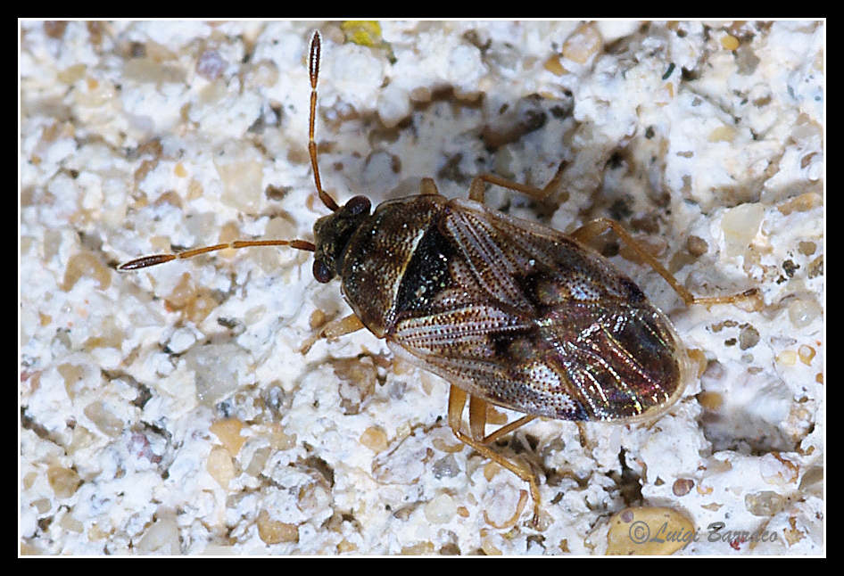 Lygaeidae: Hyalochilus ovatulus di Bonagia