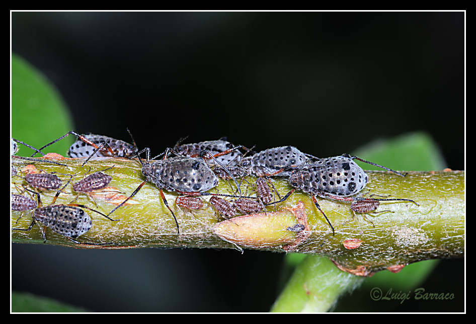 Tuberolachnus salignus