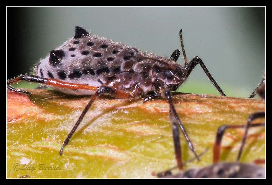 Tuberolachnus salignus