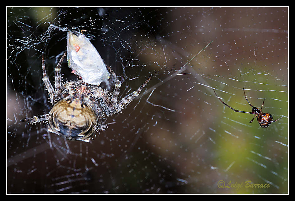 Onnipresenti Argyrodes