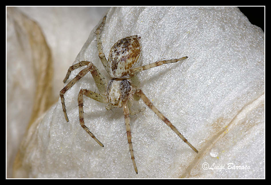 Philodromus sp.