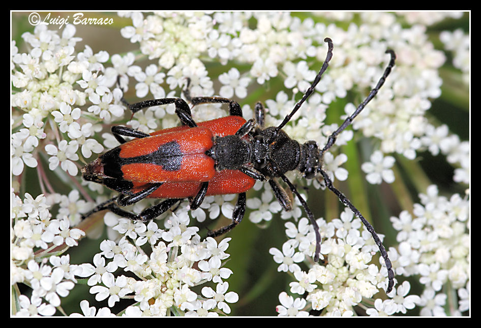 Stictoleptura cordigera cordigera?