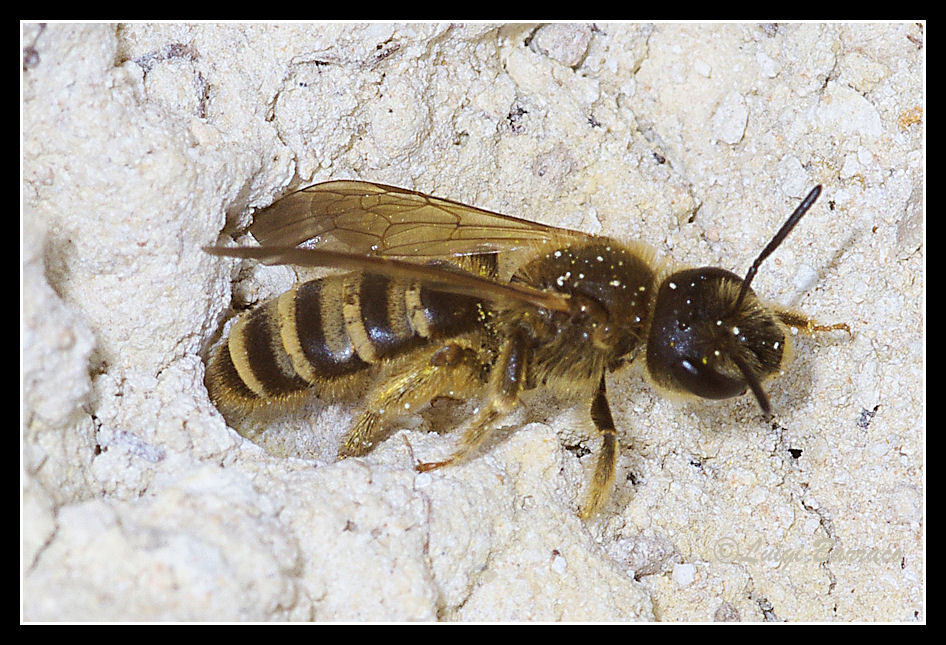 Novello Ciaula: femmina di Halictus scabiosae