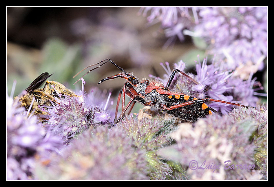 L''attimo fuggente - Rhinocoris sp.