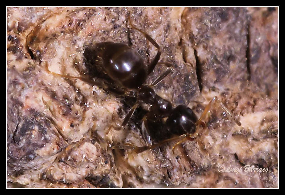 Mai dare  tutto per scontato: Lasius sp.(?)