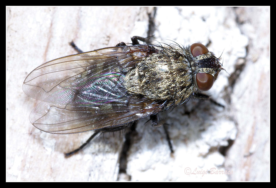 Help per mosca: Pollenia  sp.