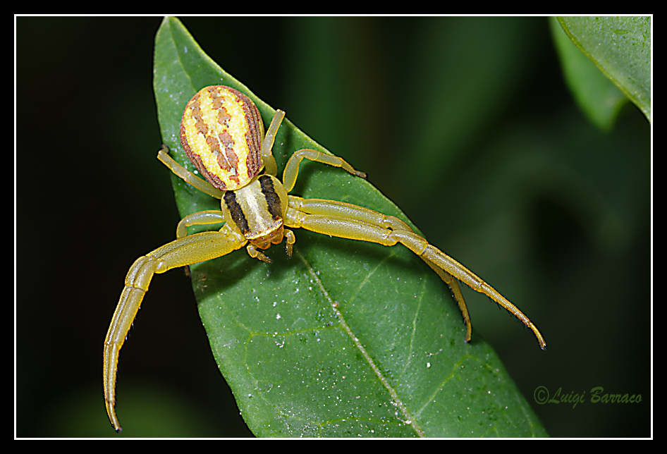 Xysticus sp.