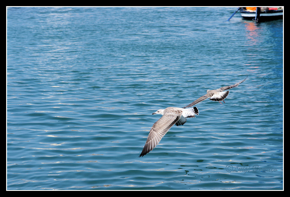 I miei primi Larus michahellis no crop