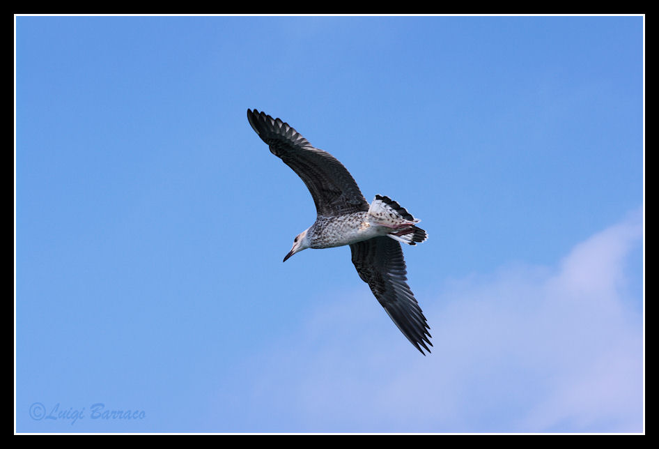 I miei primi Larus michahellis no crop