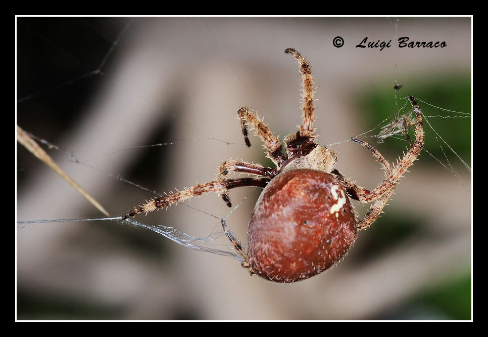 Araneus angulatus