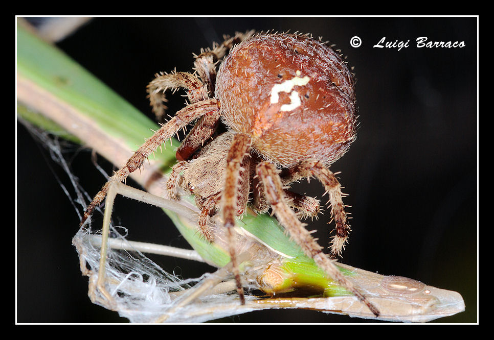 Araneus angulatus