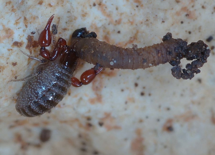 Pseudoscorpione con preda: Roncus sp. (Neobisiidae)