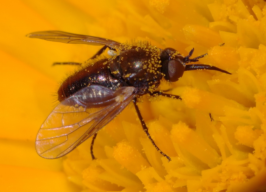 Usia cf. versicolor M. (Bombyliidae)