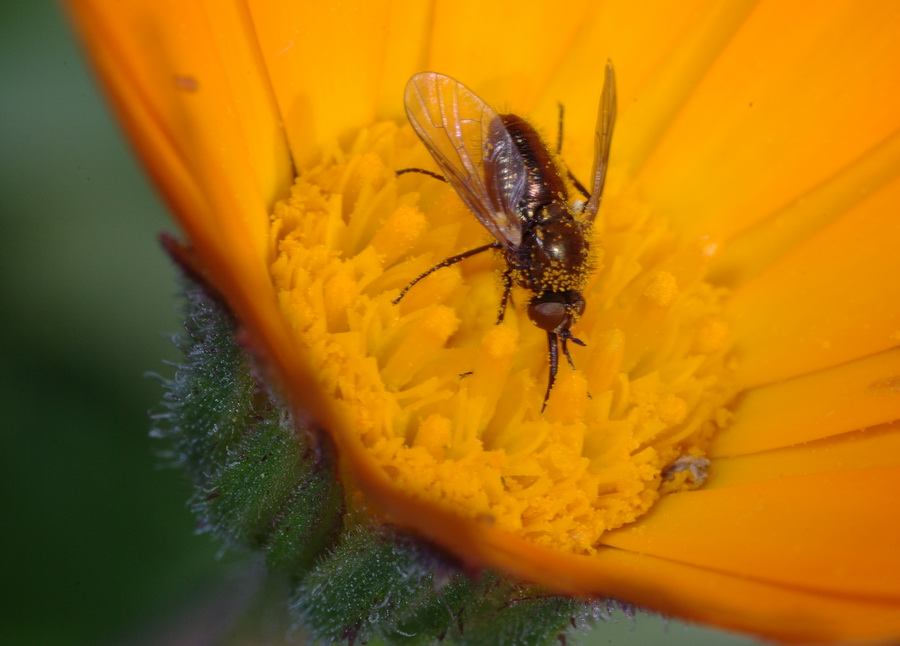 Usia cf. versicolor M. (Bombyliidae)