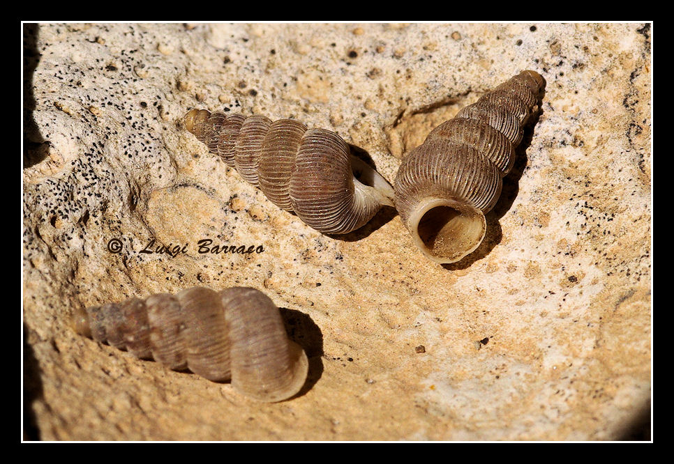 Cochlostoma sp da Erice