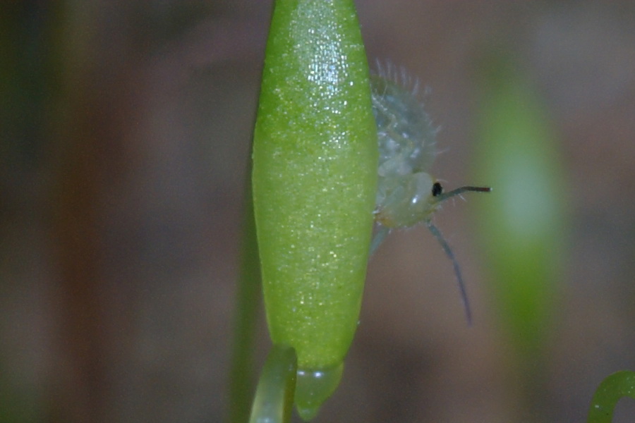 Piccolo  bello (collemboli)