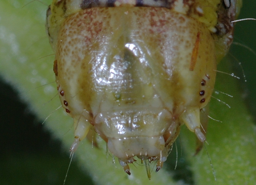 quiz per tutti : bruco di Cucullia calendulae (Noctuidae)