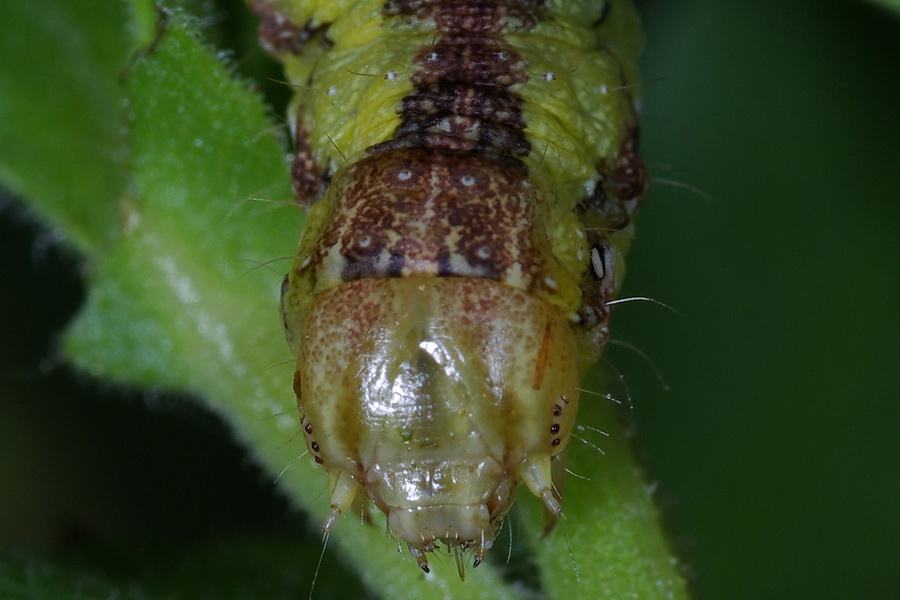 quiz per tutti : bruco di Cucullia calendulae (Noctuidae)