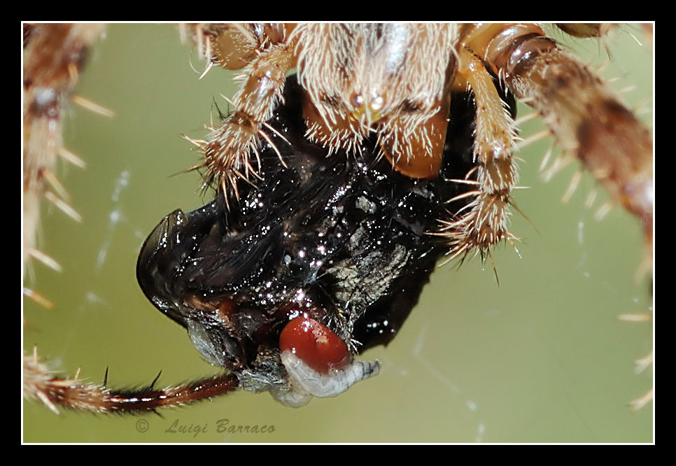 Ragni smagriti: Araneus diadematus e L. tredecimguttatus