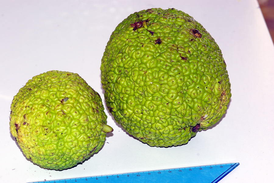 Albero dai frutti globosi- Maclura pomifera