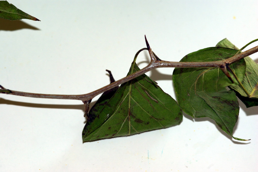 Albero dai frutti globosi- Maclura pomifera