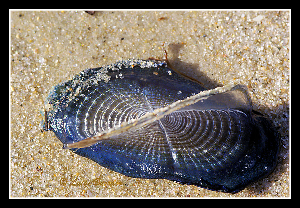 Velella velella