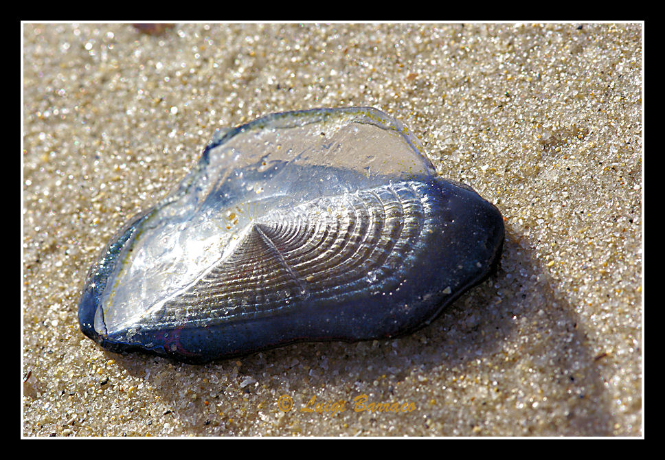 Velella velella