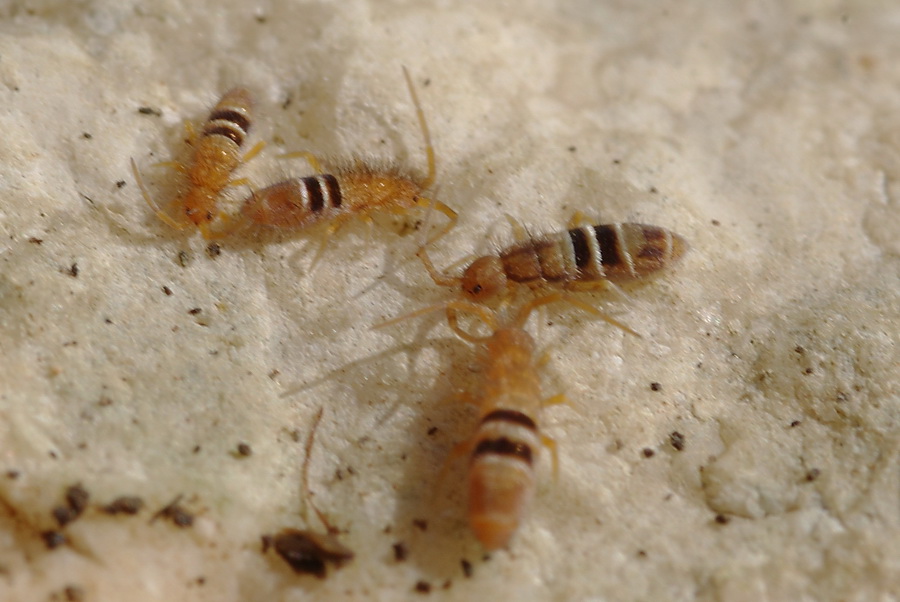 Orchesella ... cincta ?