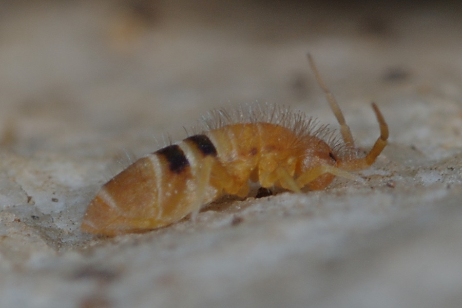 Orchesella ... cincta ?