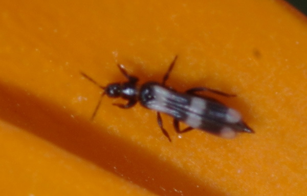 Ristorante La Calendula (Thysanoptera e altri)